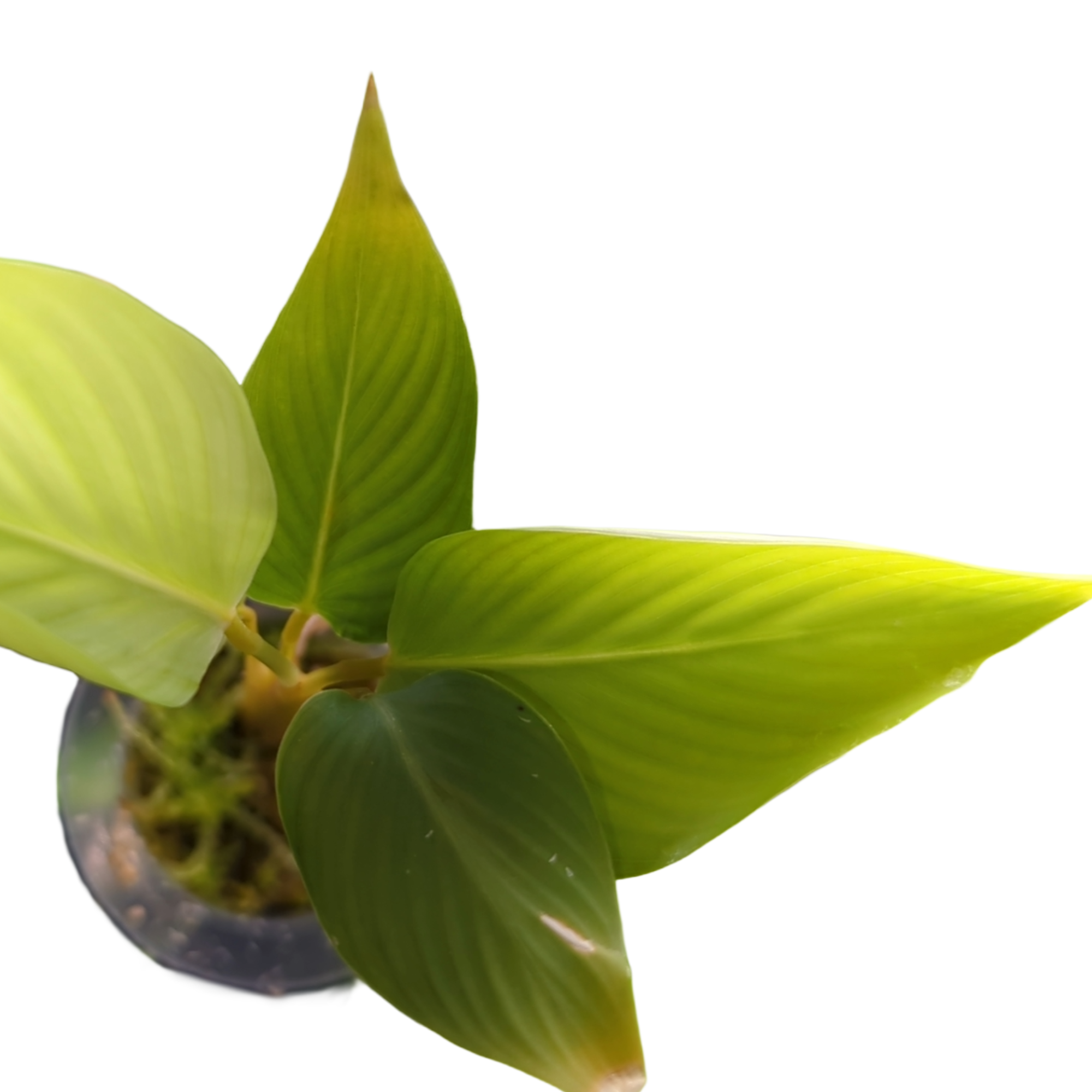 Baby Calathea lutea + selbstbewässernder Übertopf